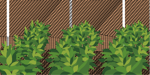 被覆による葉焼け軽減