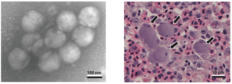イリドウイルス（左）とイリドウイルスに感染して肥大化したマダイの脾臓の細胞（右）