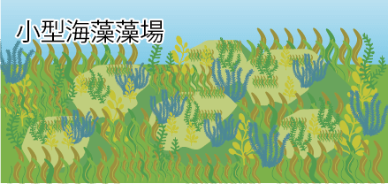 小型海藻藻場