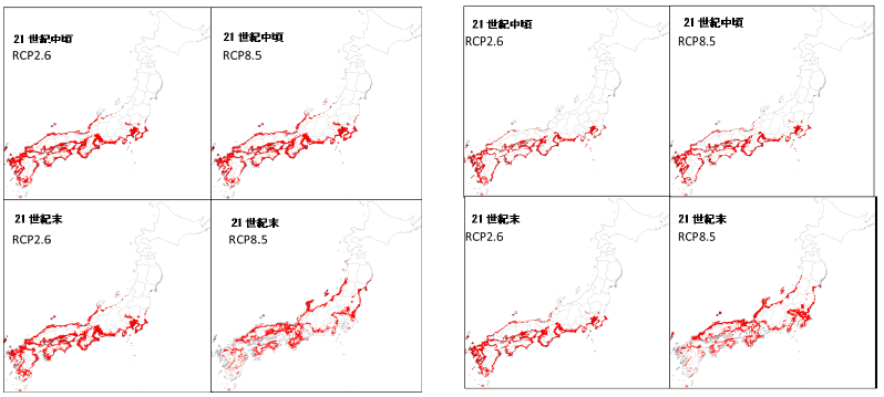 21世紀中頃および21世紀末のウンシュウミカンの適地（赤色）。左のパネルはMIROC5、右はMRI-CGCM3。
