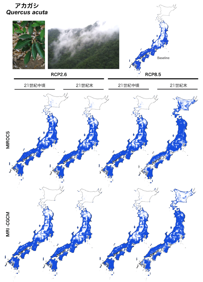 気候変動によるアカガシの潜在生育域の変化
