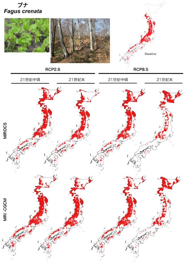 気候変動によるブナの潜在生育域の変化