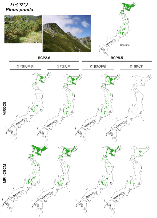 気候変動によるハイマツの潜在生育域の変化