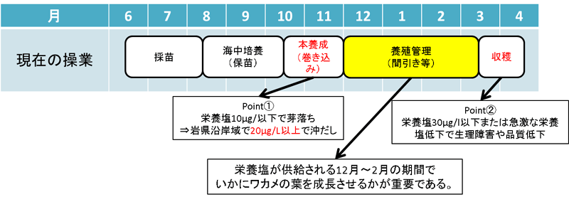 岩手県におけるワカメ養殖の年間操業サイクル