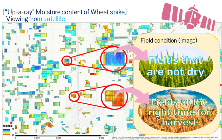 Example of a diagnosis for the optimal wheat harvest time
