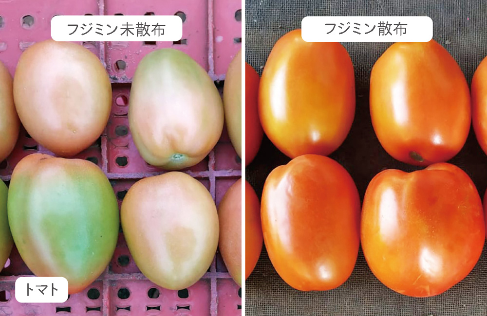 パラグアイにおけるトマトの色味の比較
