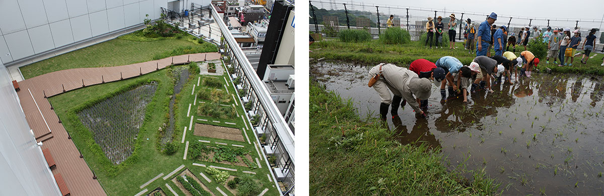８F屋上に整備した屋上農園と屋上水田（左）と小学生による田植えの様子（右）