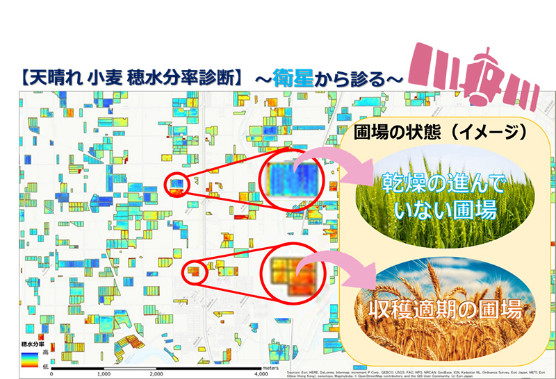 小麦の収穫適期診断の一例