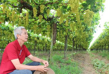 ブラジルのブドウ農家