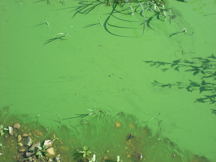 アオコが発生した湖沼 