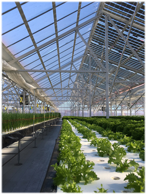 ソーラーファームハウス養液型高設栽培の様子