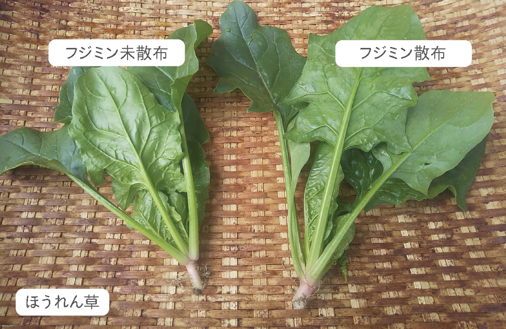 ほうれん草の生育比較