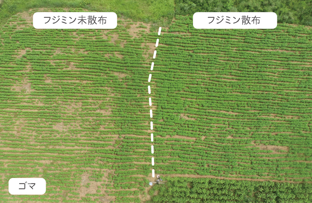 パラグアイにおけるゴマ農園の生育比較