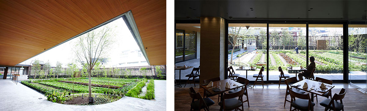 屋上農園（左）と併設レストランからの眺望（右）