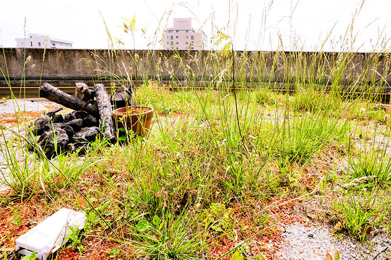 屋上はらっぱ®の様子