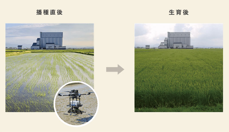 ドローンによる籾の直播と生育の様子
