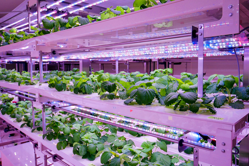 高速育種を実現するテクノロジー「人工環境」