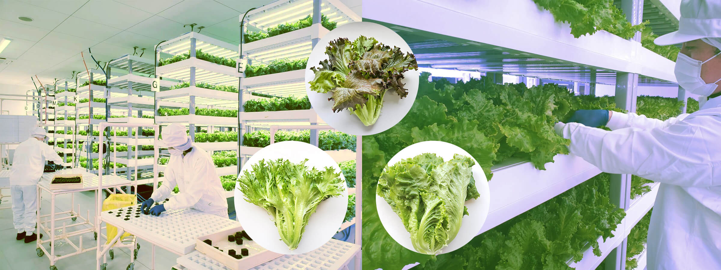 人工光植物工場で栽培されるレタス