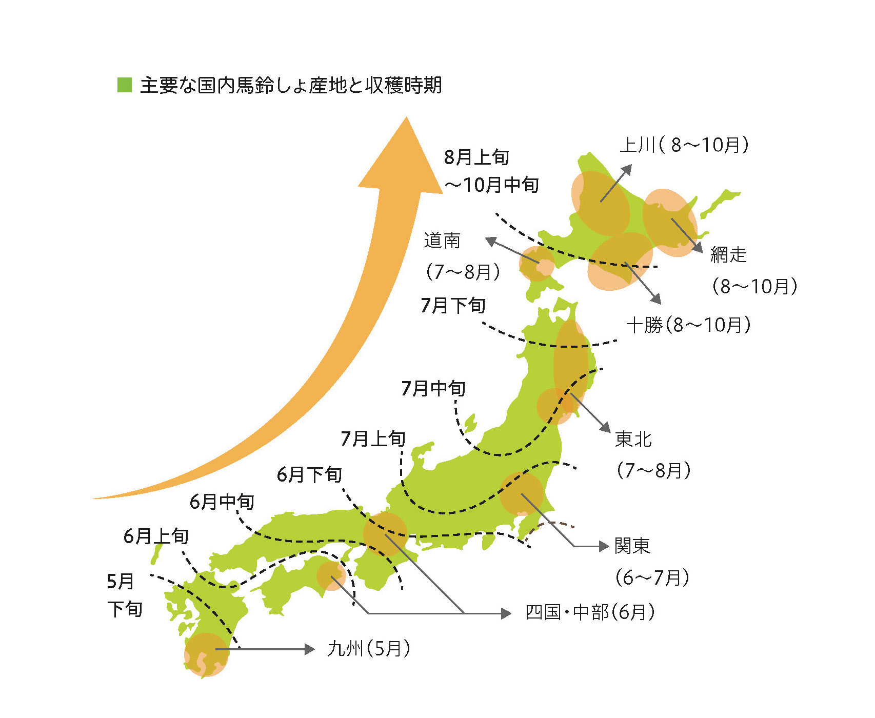 主要な国内馬鈴しょ産地と収穫時期