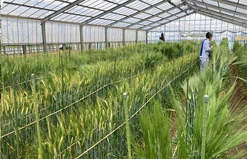 品種改良のための研究の様子