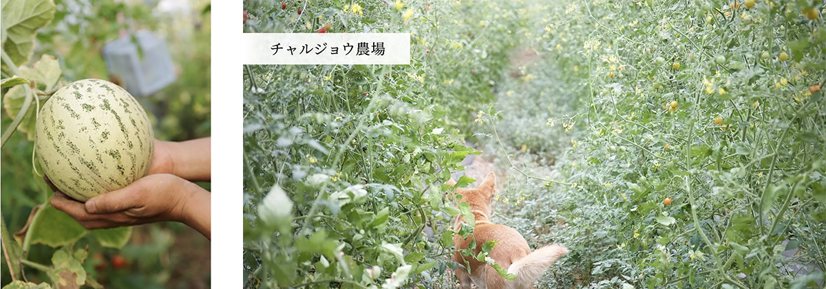 チャルジョウ農場の畑の様子