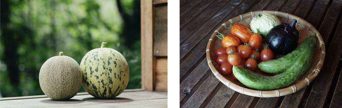 チャルジョウ農場で栽培しているメロンや野菜