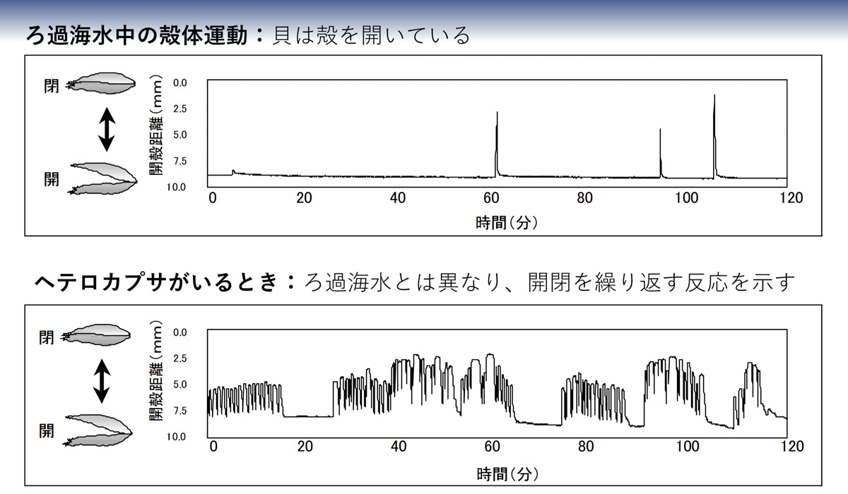 ろ過活動時と赤潮プランクトン到来時におけるアコヤガイの殻体運動