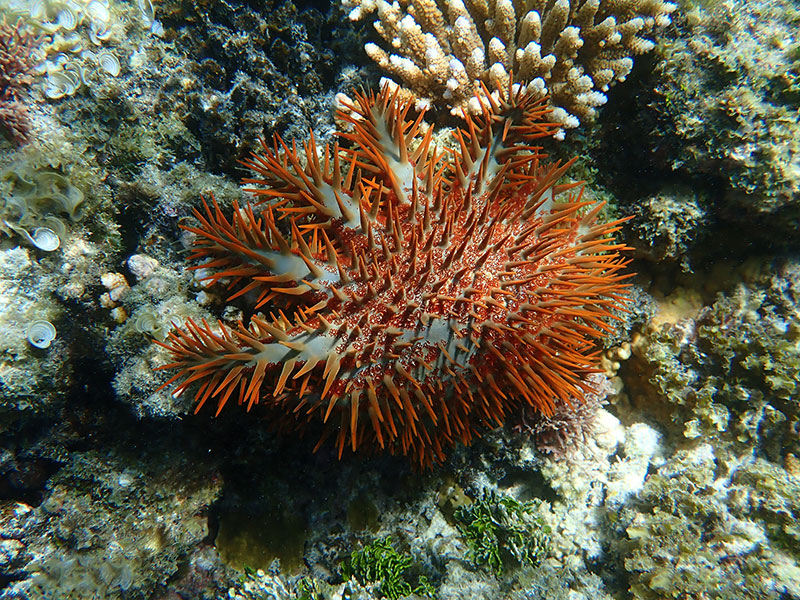 食害生物