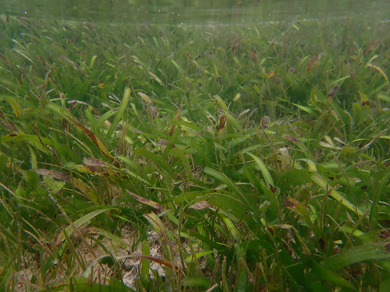 海草藻場