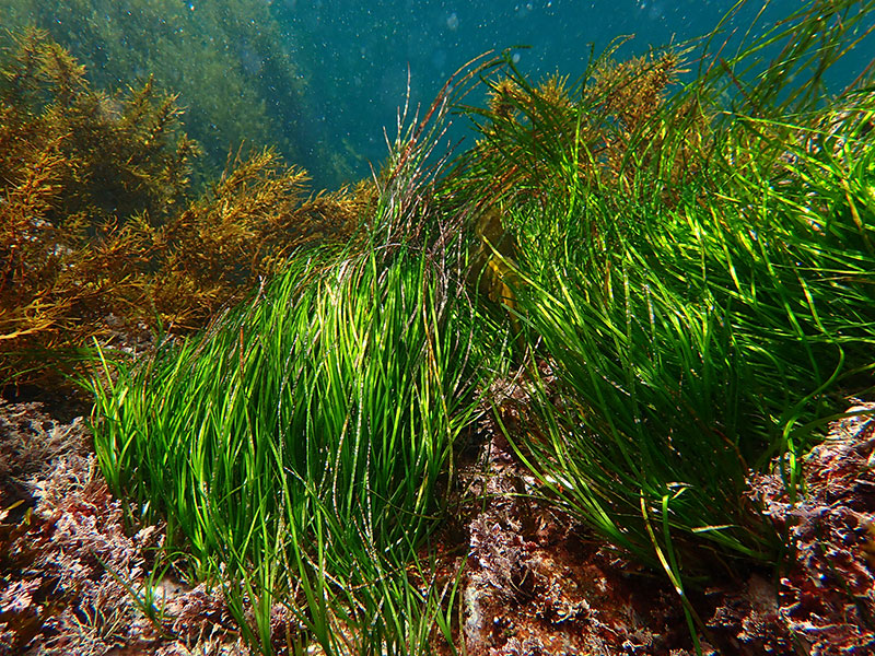 海草藻場