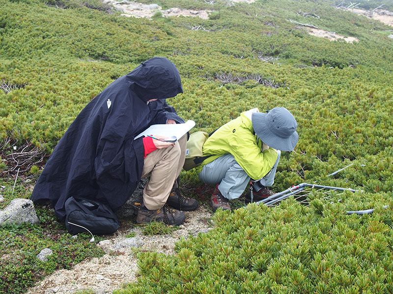 植生調査