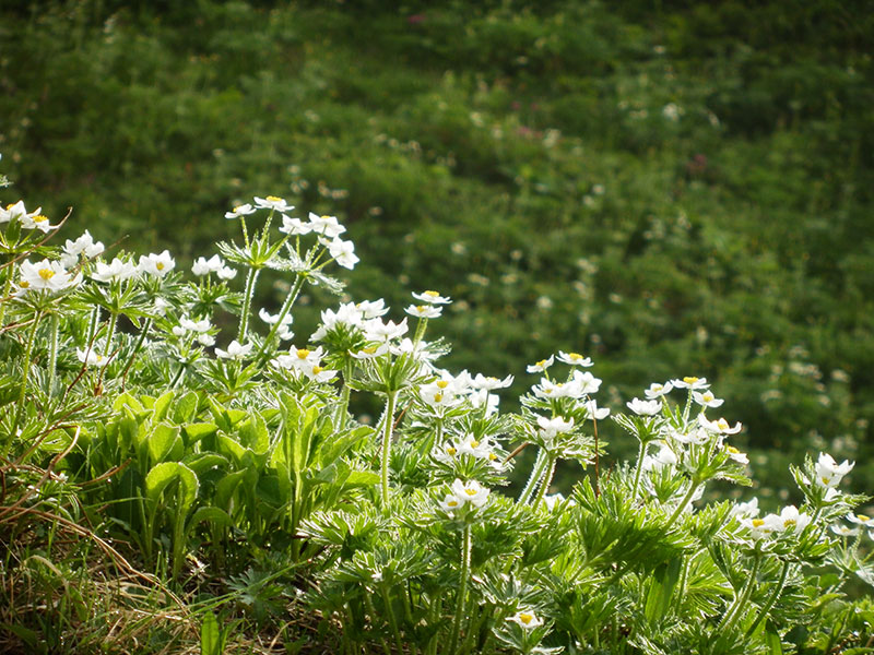 高山植物